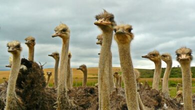 Understanding Ostrich Family Dynamics: The Crucial Role of the Family in the Ostrich World