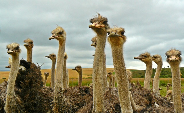 Understanding Ostrich Family Dynamics: The Crucial Role of the Family in the Ostrich World