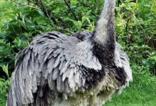 Ostriches: A Weighty World: An Examination of Their Average Weight and Its Importance