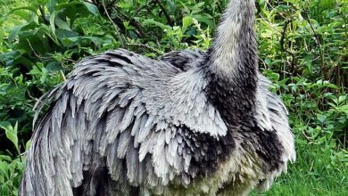 Ostriches: A Weighty World: An Examination of Their Average Weight and Its Importance