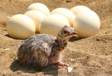 The Enchanting Universe of Ostrich Egg Production: Comprehending the Procedure, Importance, and Difficulties