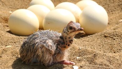 The Enchanting Universe of Ostrich Egg Production: Comprehending the Procedure, Importance, and Difficulties