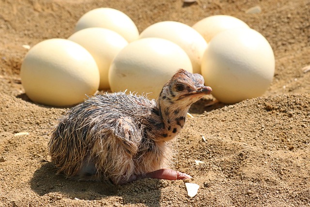 The Enchanting Universe of Ostrich Egg Production: Comprehending the Procedure, Importance, and Difficulties