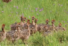 The Majestic Ostrich and its Native Realm: Exploring the Fascinating World of Ostriches in Africa