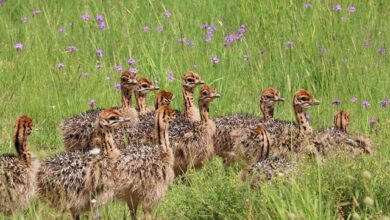 The Majestic Ostrich and its Native Realm: Exploring the Fascinating World of Ostriches in Africa