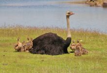 Savanna's Towering Giants: Examining Ostriches' Average Height and Its Importance