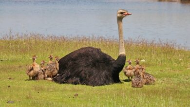 Savanna's Towering Giants: Examining Ostriches' Average Height and Its Importance