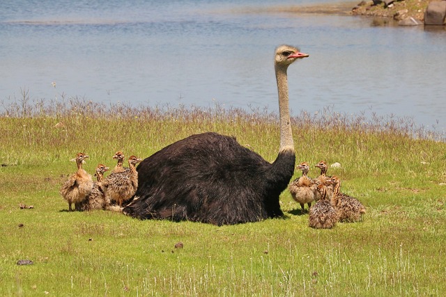 Savanna's Towering Giants: Examining Ostriches' Average Height and Its Importance