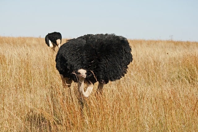 Feeding Nature's Giants: Examining Ostriches' Top 5 Favourite Foods