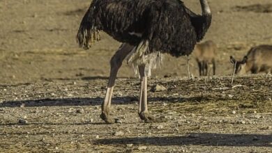 Revealing the Secrets of Ostrich Farming: A Successful Agricultural Business