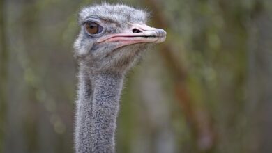 Revealing the Length of Ostrich Lifespan: Examining Average Lifespan and Contributing Factors