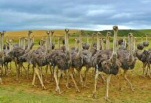 A Look Inside the Interesting Ostrich Family System: A Complex Ostrich's Nest