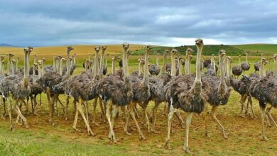 A Look Inside the Interesting Ostrich Family System: A Complex Ostrich's Nest