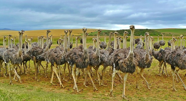 A Look Inside the Interesting Ostrich Family System: A Complex Ostrich's Nest