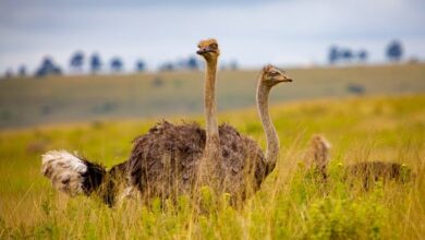 Travelling Through Ostriches' Home Countries to Explore Their Native Lands