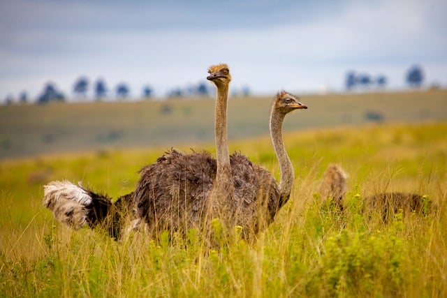 Travelling Through Ostriches' Home Countries to Explore Their Native Lands